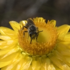 Lasioglossum (Chilalictus) lanarium at Belconnen, ACT - 30 Oct 2023 09:56 AM