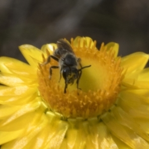 Lasioglossum (Chilalictus) lanarium at Belconnen, ACT - 30 Oct 2023