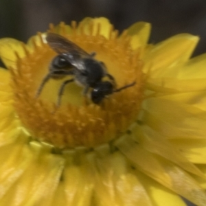 Lasioglossum (Chilalictus) lanarium at Belconnen, ACT - 30 Oct 2023