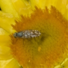 Austrotephritis poenia (Australian Fruit Fly) at The Pinnacle - 29 Oct 2023 by AlisonMilton