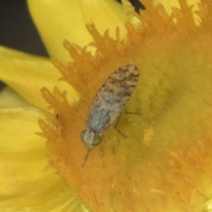 Austrotephritis poenia at Pinnacle NR (PIN) - 30 Oct 2023 09:58 AM