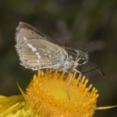 Taractrocera papyria (White-banded Grass-dart) at The Pinnacle - 29 Oct 2023 by AlisonMilton