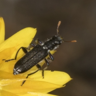 Eleale simplex (Clerid beetle) at Pinnacle NR (PIN) - 29 Oct 2023 by AlisonMilton