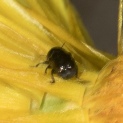 Alticini (tribe) (Unidentified flea beetle) at Belconnen, ACT - 30 Oct 2023 by AlisonMilton