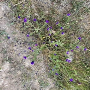 Echium plantagineum at Torrens, ACT - 5 Nov 2023