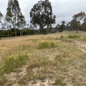 Hypericum perforatum at Torrens, ACT - 5 Nov 2023