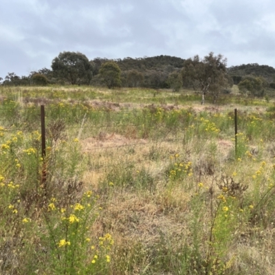 Hypericum perforatum (St John's Wort) at Mount Taylor - 4 Nov 2023 by courtneyb