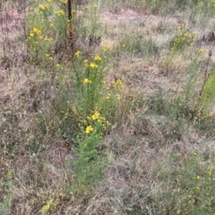 Hypericum perforatum at Torrens, ACT - 5 Nov 2023