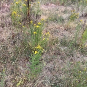 Hypericum perforatum at Torrens, ACT - 5 Nov 2023