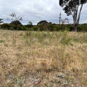 Hypericum perforatum at Torrens, ACT - 5 Nov 2023