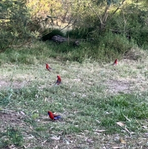 Platycercus elegans at Acton, ACT - 2 Nov 2023