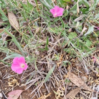 Convolvulus angustissimus subsp. angustissimus (Australian Bindweed) at Yarralumla, ACT - 4 Nov 2023 by jpittock