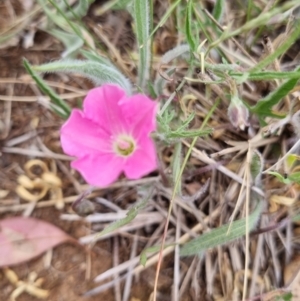 Convolvulus angustissimus subsp. angustissimus at Yarralumla, ACT - 5 Nov 2023