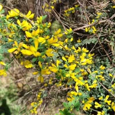 Genista monspessulana (Cape Broom, Montpellier Broom) at O'Connor, ACT - 30 Sep 2023 by jpittock