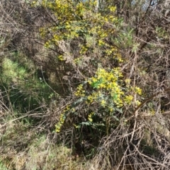 Genista monspessulana at O'Connor, ACT - 30 Sep 2023 08:08 AM