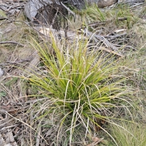Carex sp. at QPRC LGA - 4 Nov 2023