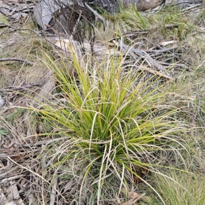 Carex (genus) (A Sedge) at Captains Flat, NSW - 4 Nov 2023 by Csteele4