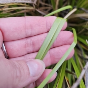 Carex sp. at QPRC LGA - 4 Nov 2023 06:23 PM