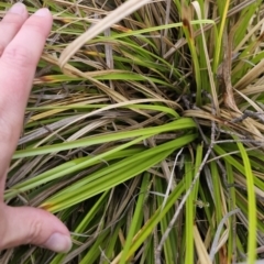 Carex sp. at QPRC LGA - 4 Nov 2023 06:23 PM