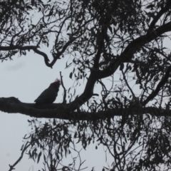 Callocephalon fimbriatum (Gang-gang Cockatoo) at O'Malley, ACT - 4 Nov 2023 by Mike