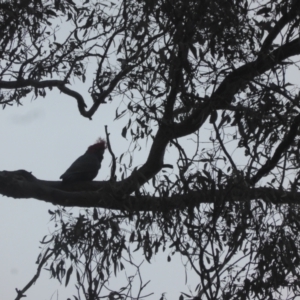 Callocephalon fimbriatum at O'Malley, ACT - 4 Nov 2023