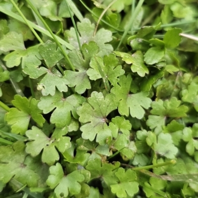 Hydrocotyle tripartita (Pennywort) at Captains Flat, NSW - 4 Nov 2023 by Csteele4