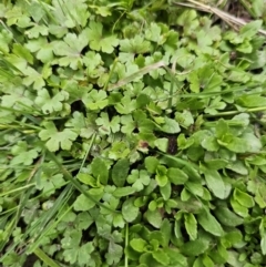 Hydrocotyle tripartita at Captains Flat, NSW - 4 Nov 2023 06:20 PM