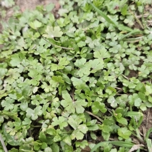 Hydrocotyle tripartita at Captains Flat, NSW - 4 Nov 2023 06:20 PM