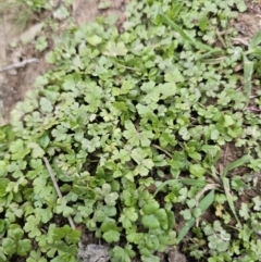 Hydrocotyle tripartita at Captains Flat, NSW - 4 Nov 2023 06:20 PM