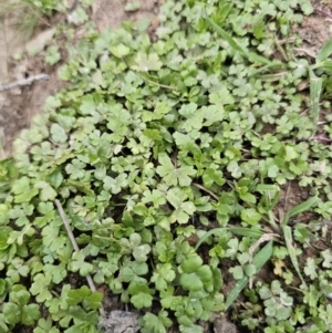 Hydrocotyle tripartita at Captains Flat, NSW - 4 Nov 2023 06:20 PM