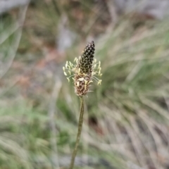 Plantago lanceolata (Ribwort Plantain, Lamb's Tongues) at Captains Flat, NSW - 4 Nov 2023 by Csteele4