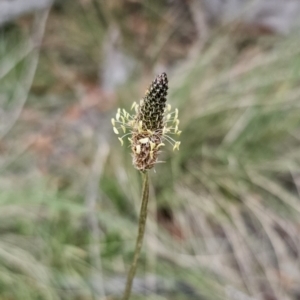 Plantago lanceolata at Captains Flat, NSW - 4 Nov 2023 06:25 PM