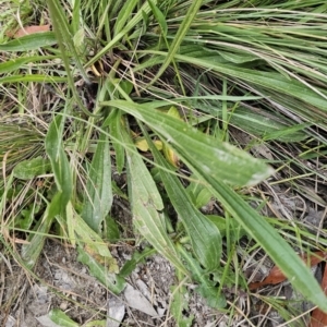 Plantago lanceolata at Captains Flat, NSW - 4 Nov 2023 06:25 PM