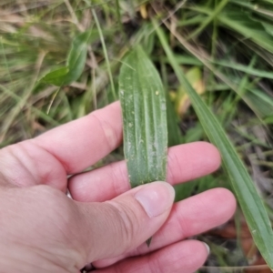 Plantago lanceolata at Captains Flat, NSW - 4 Nov 2023