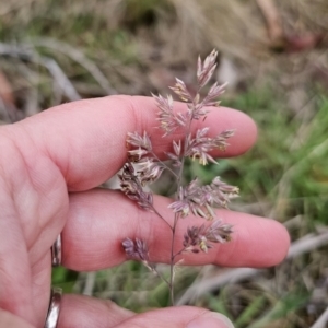 Holcus lanatus at Captains Flat, NSW - 4 Nov 2023 06:17 PM