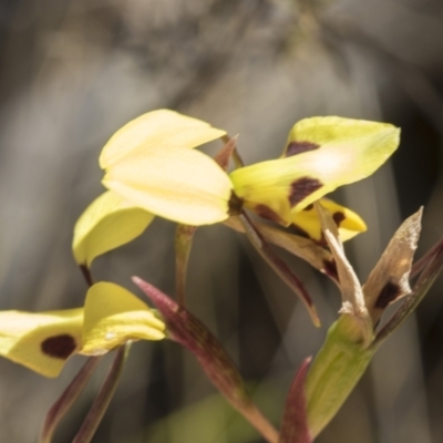 Diuris sulphurea (Tiger Orchid) at Hawker, ACT - 30 Oct 2023 by AlisonMilton