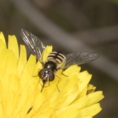 Simosyrphus grandicornis (Common hover fly) at Belconnen, ACT - 29 Oct 2023 by AlisonMilton