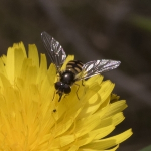 Simosyrphus grandicornis at Pinnacle NR (PIN) - 30 Oct 2023