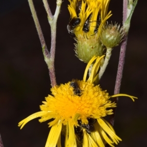 Lasioglossum (Chilalictus) lanarium at Acton, ACT - 4 Nov 2023