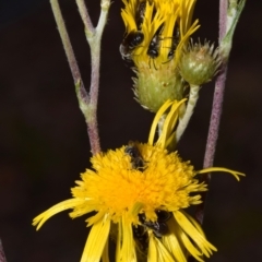 Lasioglossum (Chilalictus) lanarium (Halictid bee) at Acton, ACT - 4 Nov 2023 by DianneClarke