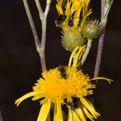 Lasioglossum (Chilalictus) lanarium (Halictid bee) at Acton, ACT - 4 Nov 2023 by DianneClarke