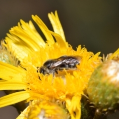 Lasioglossum (Chilalictus) lanarium at Acton, ACT - 4 Nov 2023