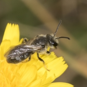 Lasioglossum (Chilalictus) lanarium at Page, ACT - 30 Oct 2023