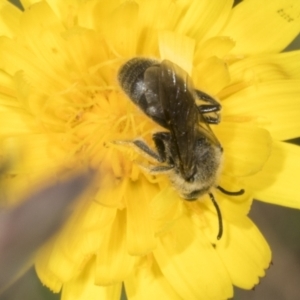 Lasioglossum (Chilalictus) lanarium at Page, ACT - 30 Oct 2023