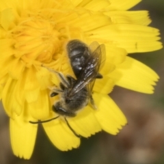 Lasioglossum (Chilalictus) lanarium at Page, ACT - 30 Oct 2023