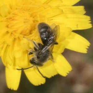 Lasioglossum (Chilalictus) lanarium at Page, ACT - 30 Oct 2023