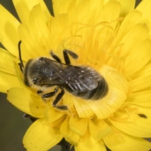 Lasioglossum (Chilalictus) lanarium at Page, ACT - 30 Oct 2023