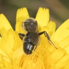 Lasioglossum (Chilalictus) lanarium at Page, ACT - 30 Oct 2023