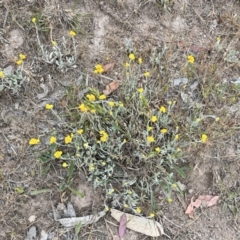 Chrysocephalum apiculatum (Common Everlasting) at Torrens, ACT - 5 Nov 2023 by courtneyb