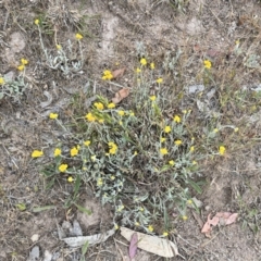 Chrysocephalum apiculatum (Common Everlasting) at Mount Taylor - 4 Nov 2023 by courtneyb